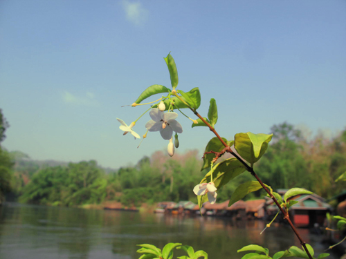 100413 - 15 : [Photo] On a trip at Karnchanaburi Img_7083