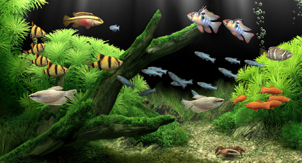 Dream Aquarium 1.214 Screensaver ตัวล่าสุด Moss_angelesf