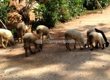 ขายที่ดินติดถนนมิตรภาพ มวกเหล็ก สระบุรี หน้ายาว 300 เมตร เหมาะสร้างปั้มใหญ่ ห้างใหญ่ สวนสัตว์ โรงแรม รีสอร์ทหรู ฯลฯ  Ti207