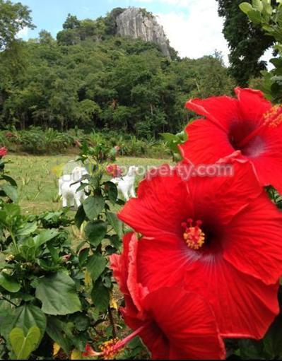 ขายที่ดินติดถนนมิตรภาพ มวกเหล็ก สระบุรี หน้ายาว 300 เมตร เหมาะสร้างปั้มใหญ่ ห้างใหญ่ สวนสัตว์ โรงแรม รีสอร์ทหรู ฯลฯ  H2p01