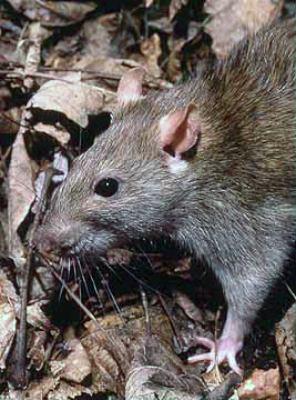 Rats sauvages Rattus_norvegicus_1