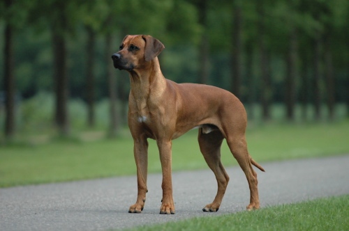 Rhodesian Ridgeback Rhodesian_ridgeback