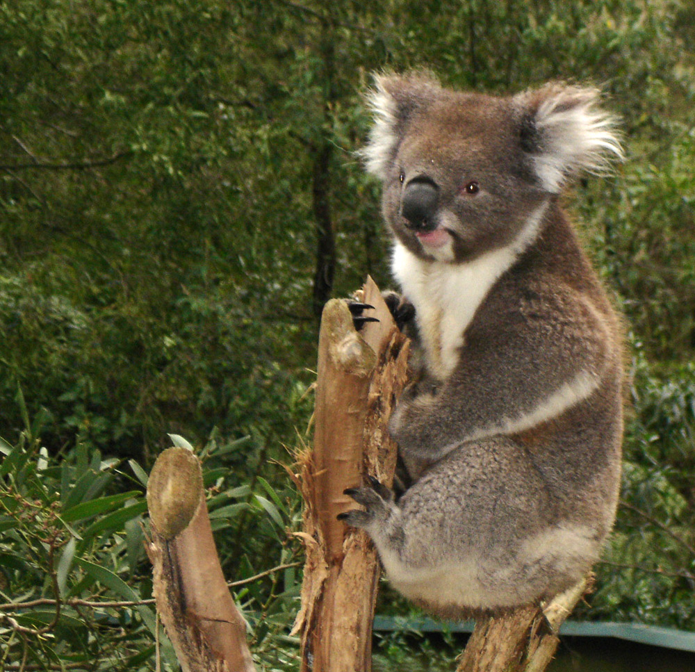 الكوالا Koala