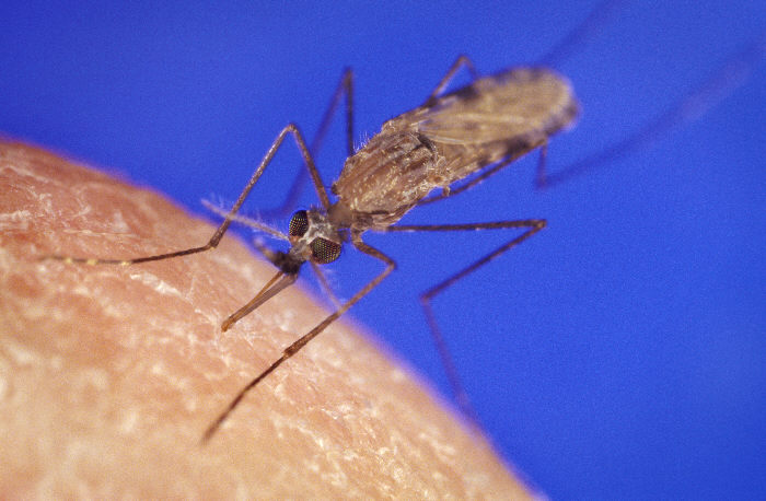 الملاريا AnophelesGambiaemosquito