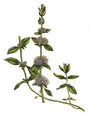 Pro-abortion arguments refuted: Mentha_pulegium