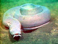 animales extraños tomo 3 Pacific_hagfish_Myxine