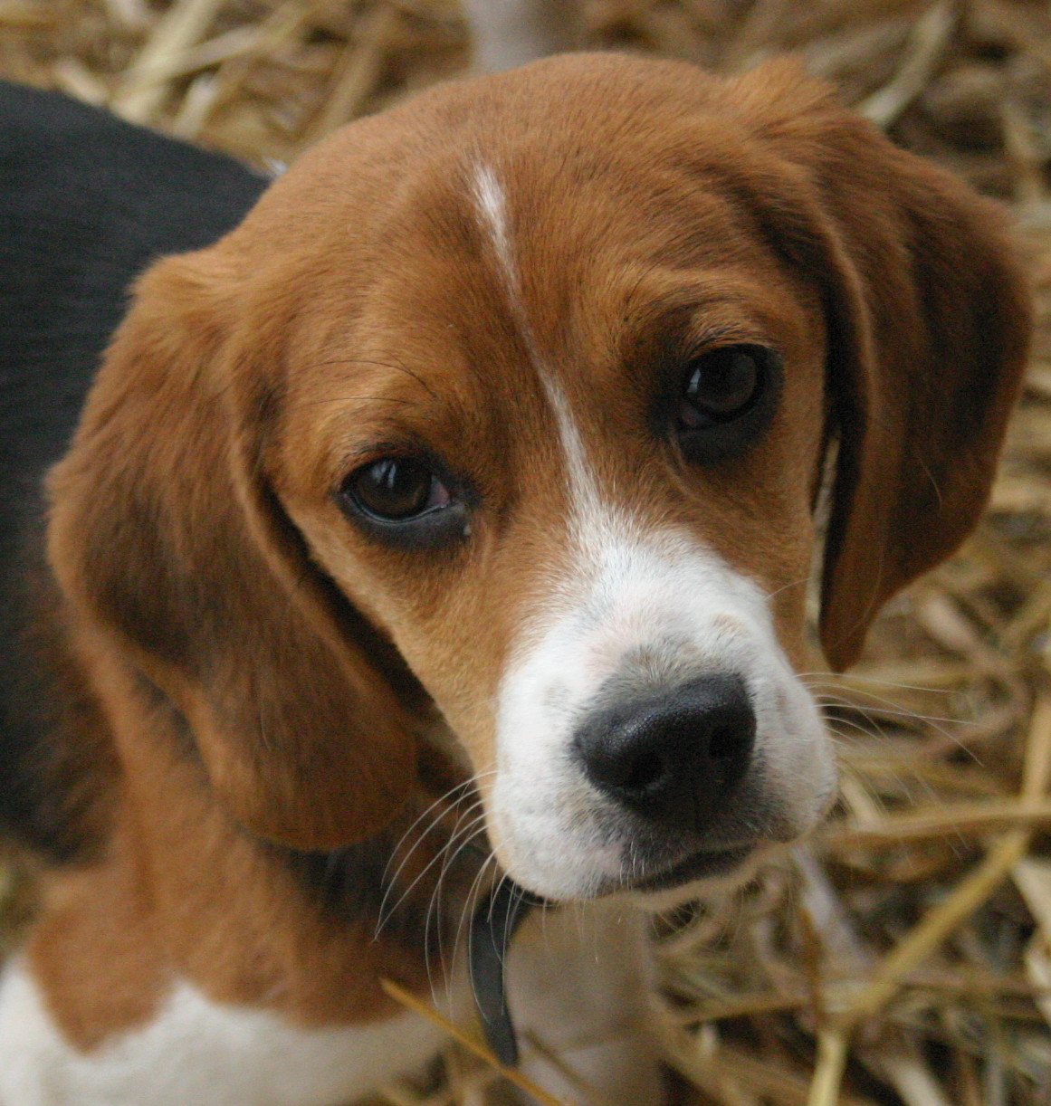 Raza: Beagle Beagle_puppy_portrait