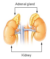 جهاز الغدد الصماء Illu_adrenal_gland