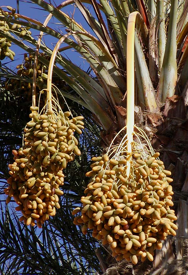 Ey Hurma Kütügü Bana Ask´ı Ögretsene Dates_on_date_palm