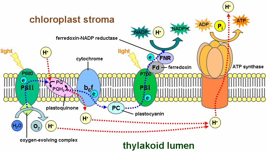 Chlorophyll, and what it tells us about intelligent design Thylakoid_membrane