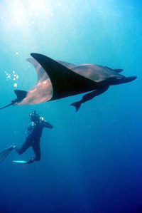 La Mantarraya :) Giant_pacific_manta