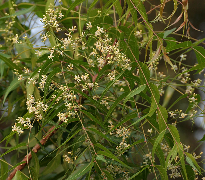 EL ALELI, NIM O AZADIRACHTA INDICA Neem_%28Azadirachta_indica%29_in_Hyderabad_W_IMG_6976