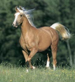 **My Wild Horses** Palomino_Horse