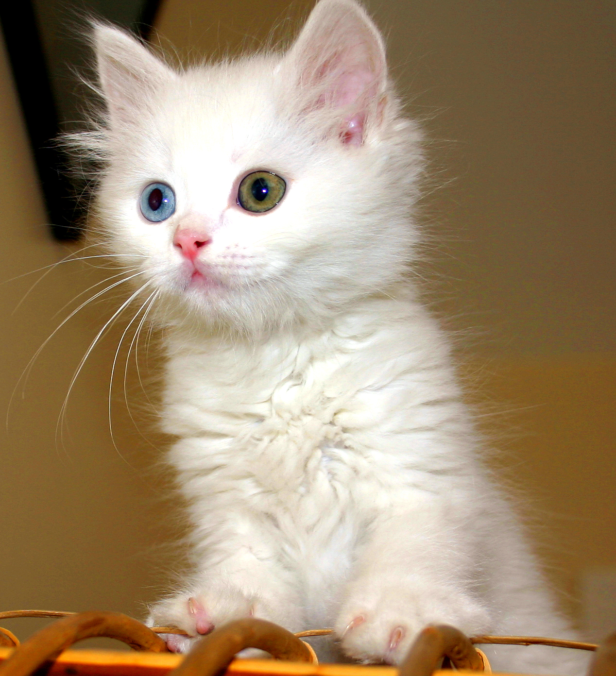 Квартирата на Симона и Зейн Бенет Turkish_Van_Cat