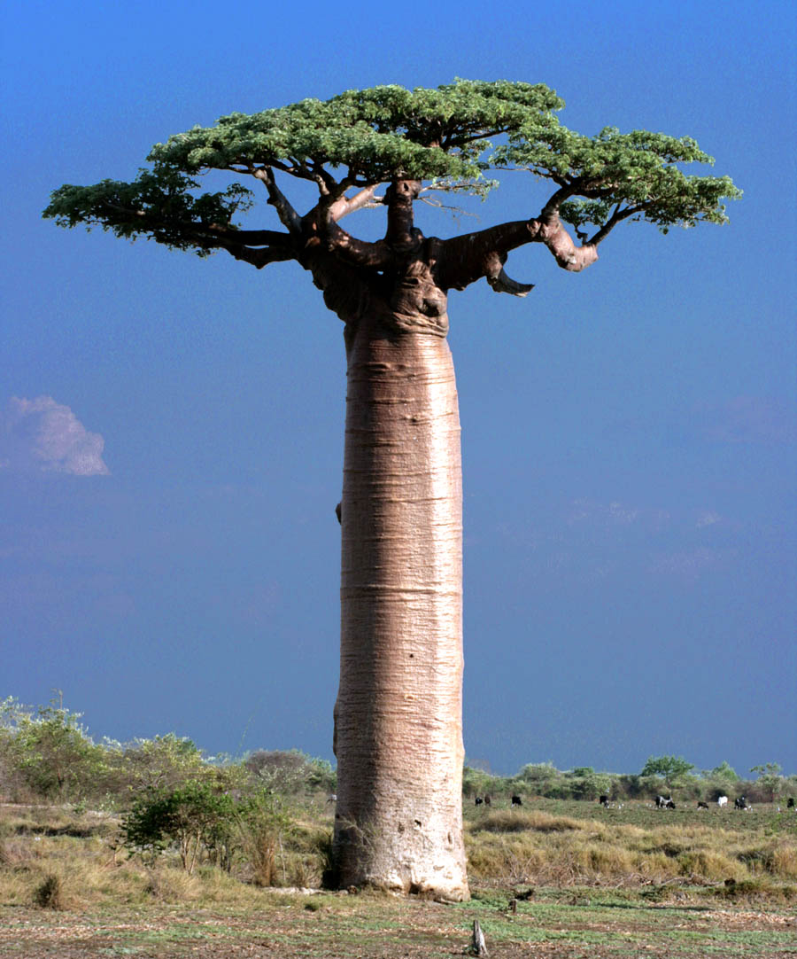 Slikovit rečnik - azbuka - Page 2 Adansonia_Grandidieri_Baobab_Morondava_Madagascar