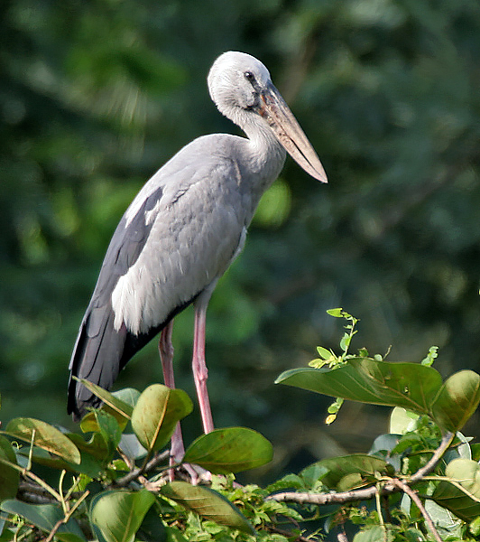 பறவைகளும் பெயர்களும்   - Page 3 Asian_Openbill_%28Anastomus_oscitans%29_in_Kolkata_I_IMG_0495