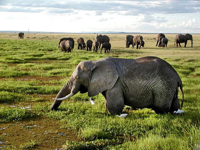 Dimisión del Rey como presidente de Adena African_Elephants_in_Kenya