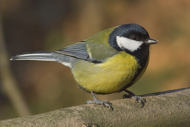 Tits Parus_major_male