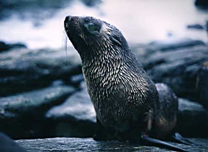 SHTC de cet été Sealuk