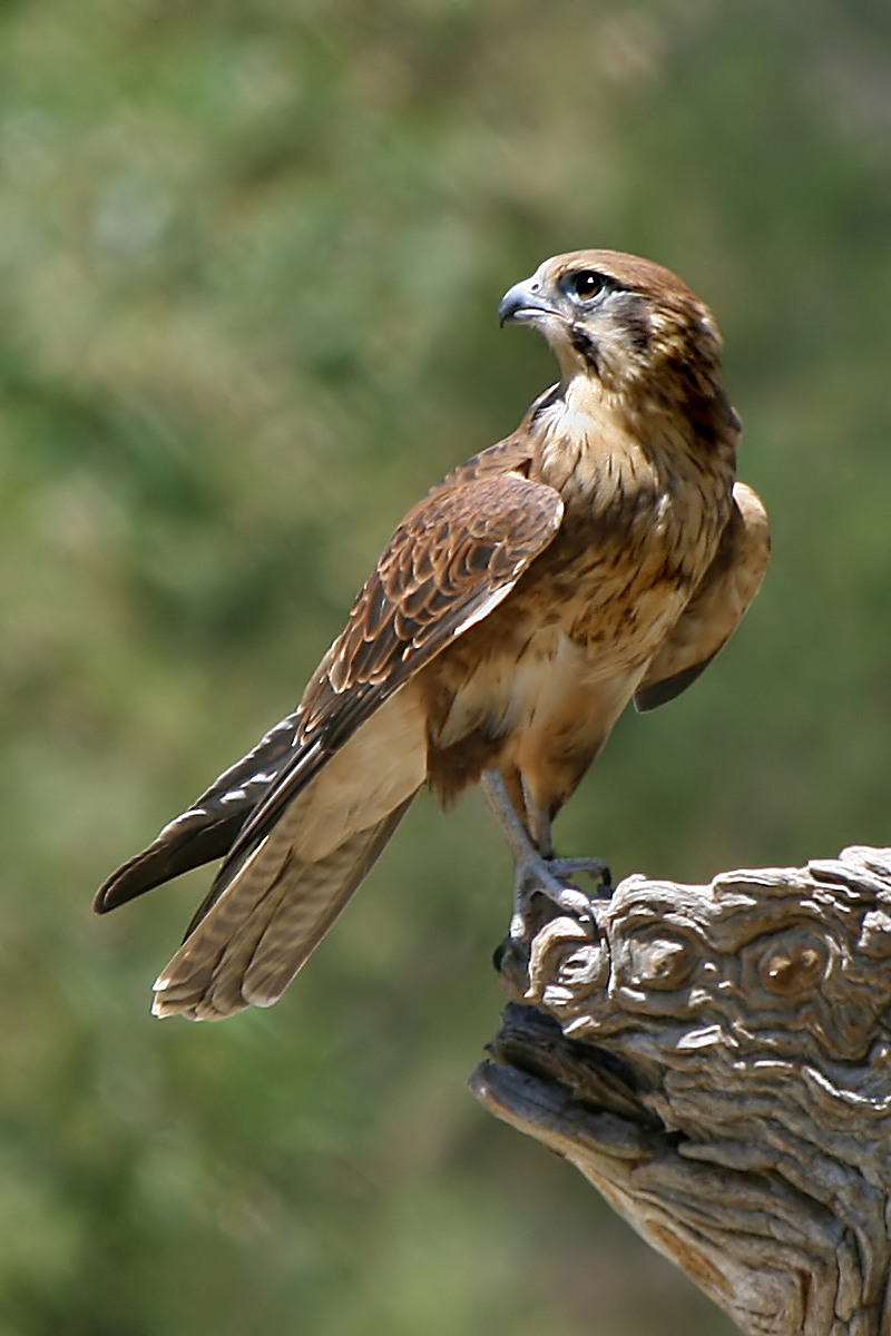 * Lucie Starlère [ En cours ] Brown-Falcon%2C-Vic%2C-3.1.2008