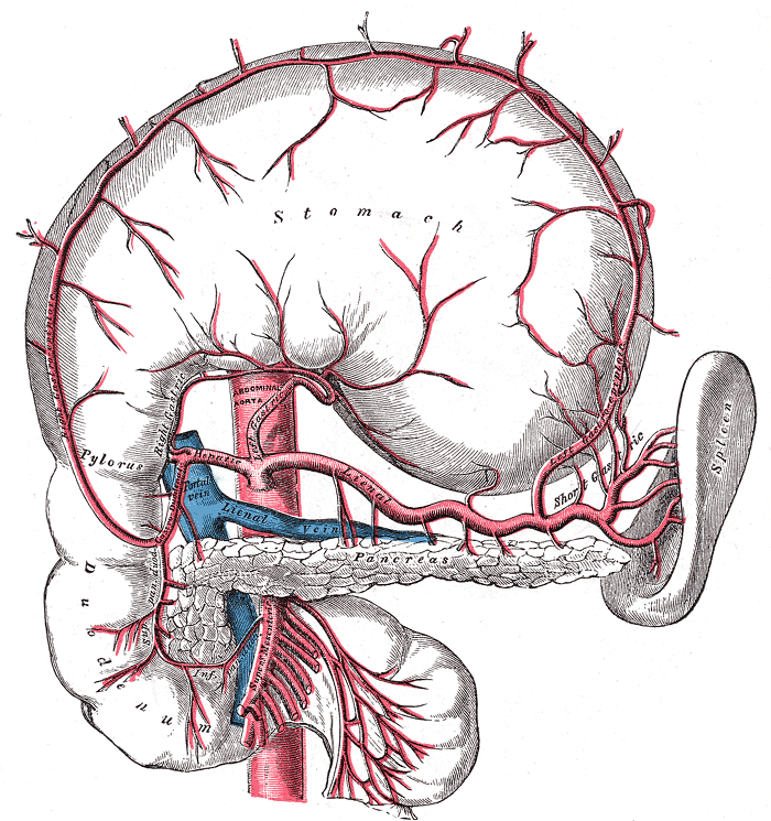     Anatomy - (      Gray533