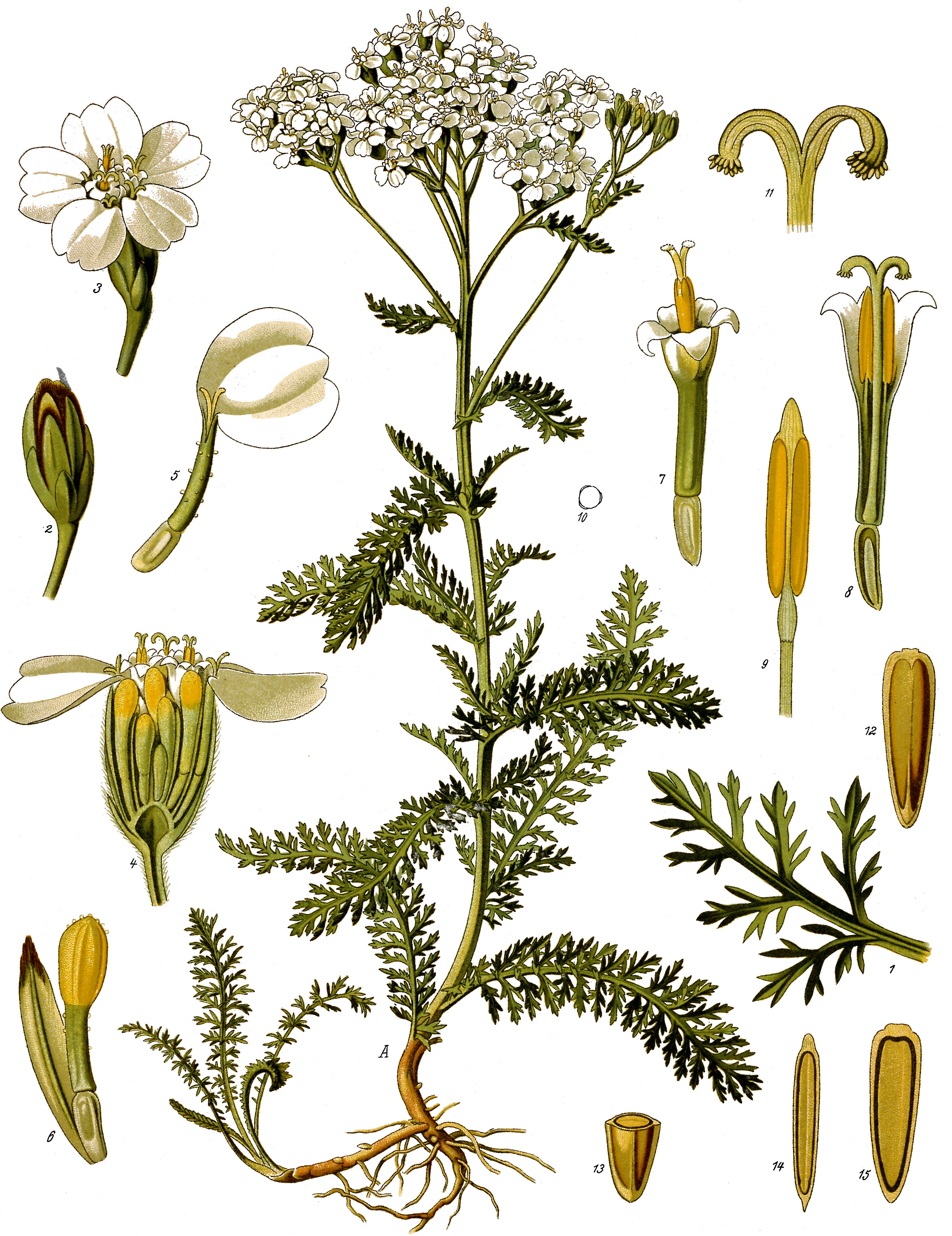 Traitement chirurgical des plaies en conditions difficiles Achillea_millefolium_-_K%C3%B6hler%E2%80%93s_Medizinal-Pflanzen-149