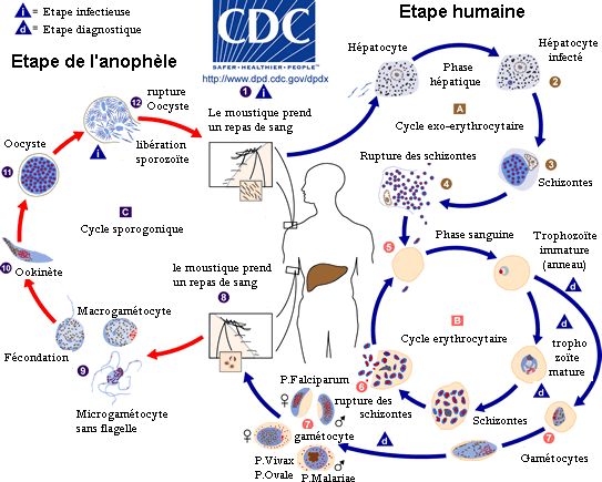 cycle parasitaire du Plasmodium  Malaria_LifeCycle%28French_version%29