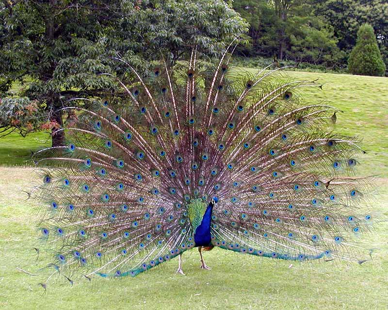 طائر الطاووس Peacock.displaying.better.800pix