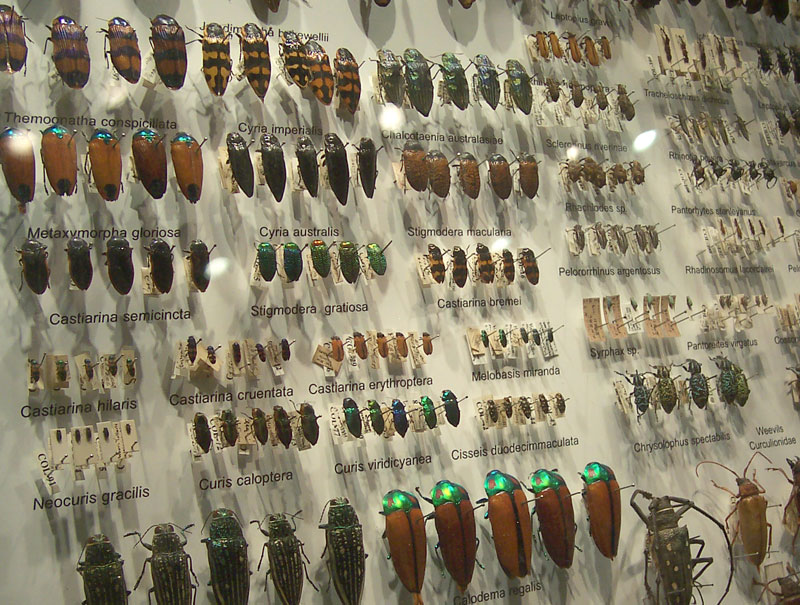 خنافس ملهاش حل Beetle_collection