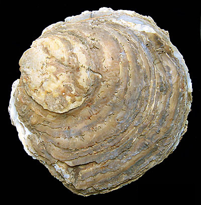 Ostrea edulis Ostrea_edulis