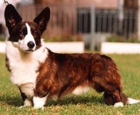 Fiche race - Welsh Corgi Cardigan Cardigan_Welsh_Corgi