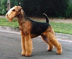 Pun pariu ca n-ai stiut! Airedale_Terrier