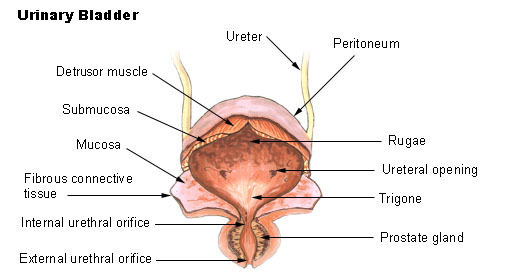 வயிற்று வலி Illu_bladder