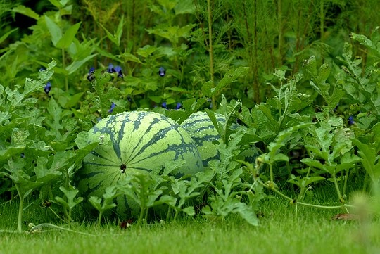  0000000 -  2 Watermelon-garden