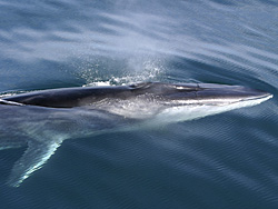 Fin whale    LMazzuca_Fin_Whale