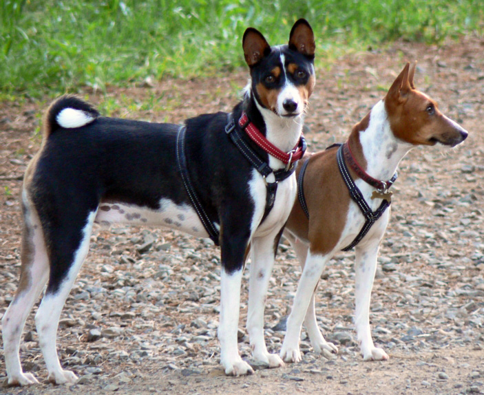 foto albumas Basenji_pair_edit