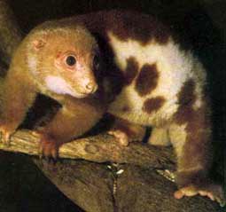   Spotted Cuscus Cuscus1