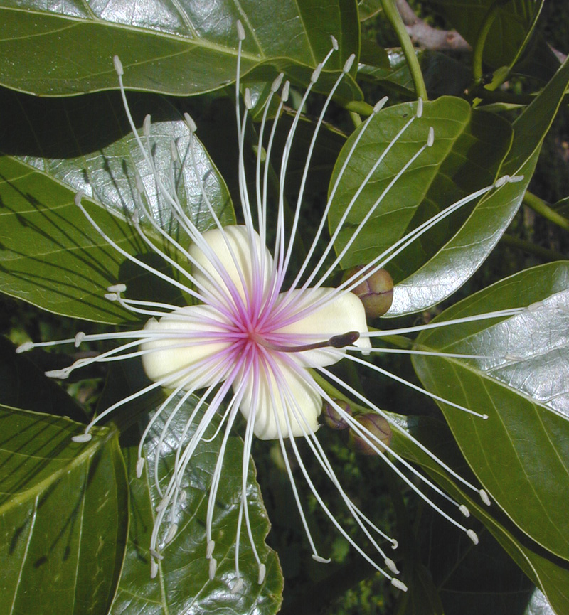 Flowers Crateva_religiosa