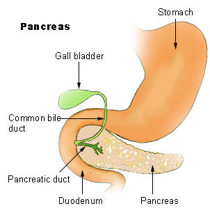 جهاز الغدد الصماء Illu_pancrease