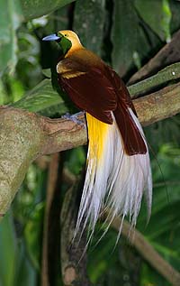 พืชดอกไม้+สัตว์+เครื่องดนตรีประจำชาติในโอเชียเนีย Lesser_Bird_of_Paradise