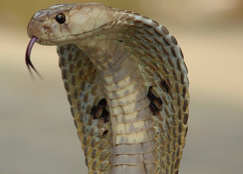 Snake Bite !!!!!! Indiancobra