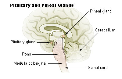 جهاز الغدد الصماء Illu_pituitary_pineal_glands