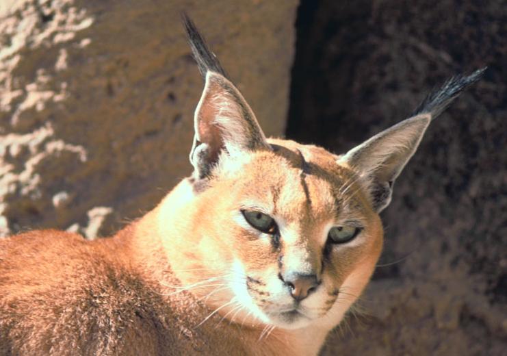  Caracal