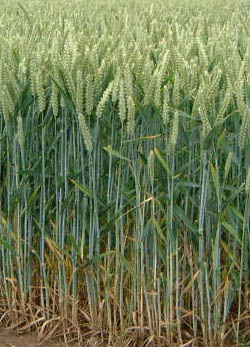 Immense crop circle en russie ?  Wheat_field
