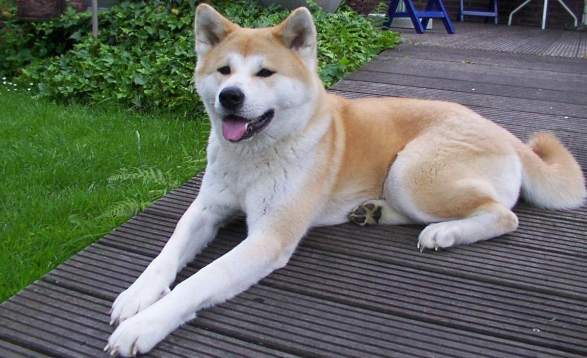 Akita......... Akita_inu