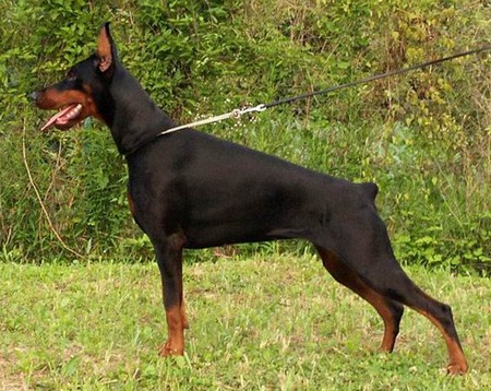 Seres vivos y su representación en el mundo Pokémon - Página 2 European_Dobermann