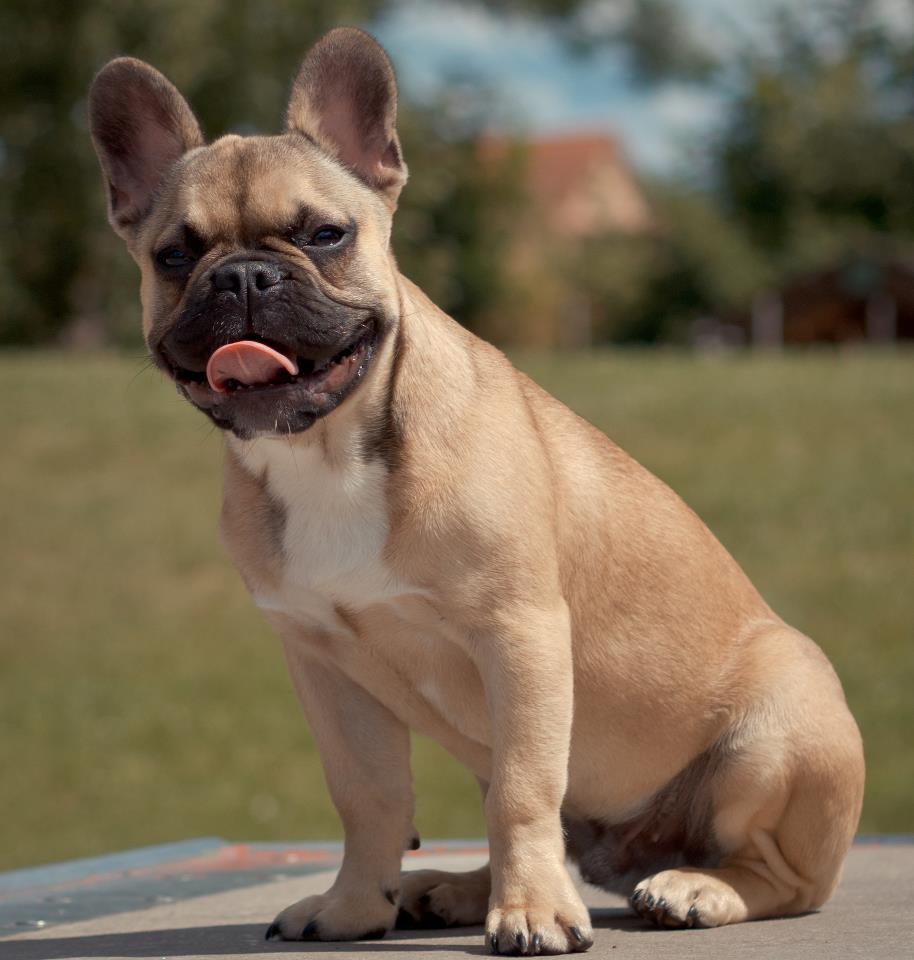 Bouledogue Français Bouledogue-fauve-Gaston