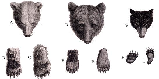 Ours par Ours : Ours carré ? Noooon, Ours tout rond ! - Page 9 Dessin_comparaison_ours