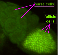 بحث متكامل عن علم الاحياء Drosophila_m_oogenesis