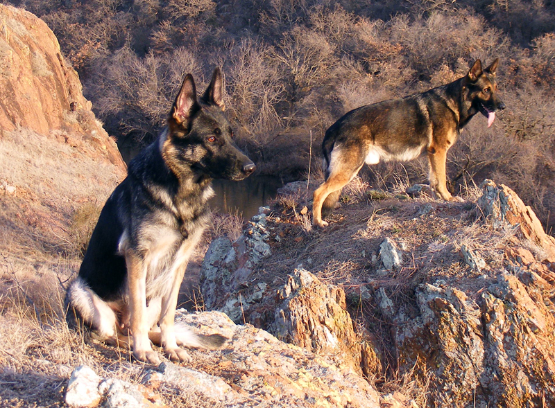 After Plague - Post-Apocalyptic Roleplay German_Shepherds_in_ravine